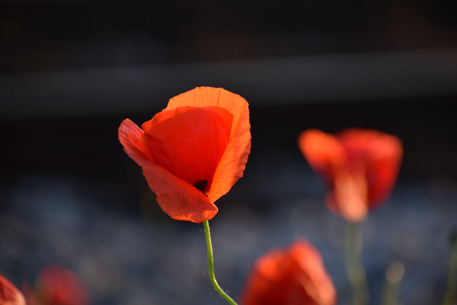 Nikon D3300 sample photo. Three red poppys, near photography