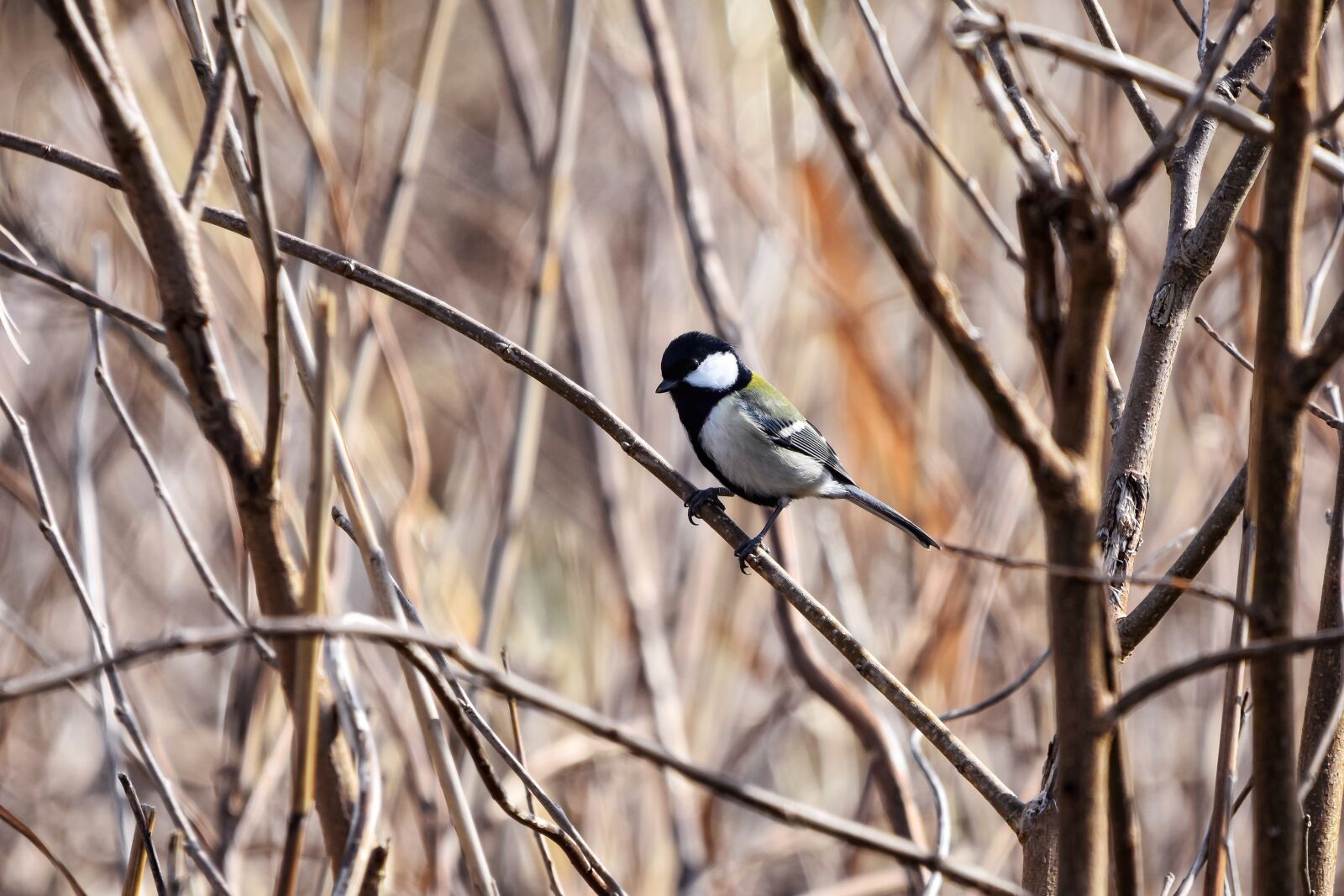 Nikon D7200 sample photo. Animal, forest, wood photography