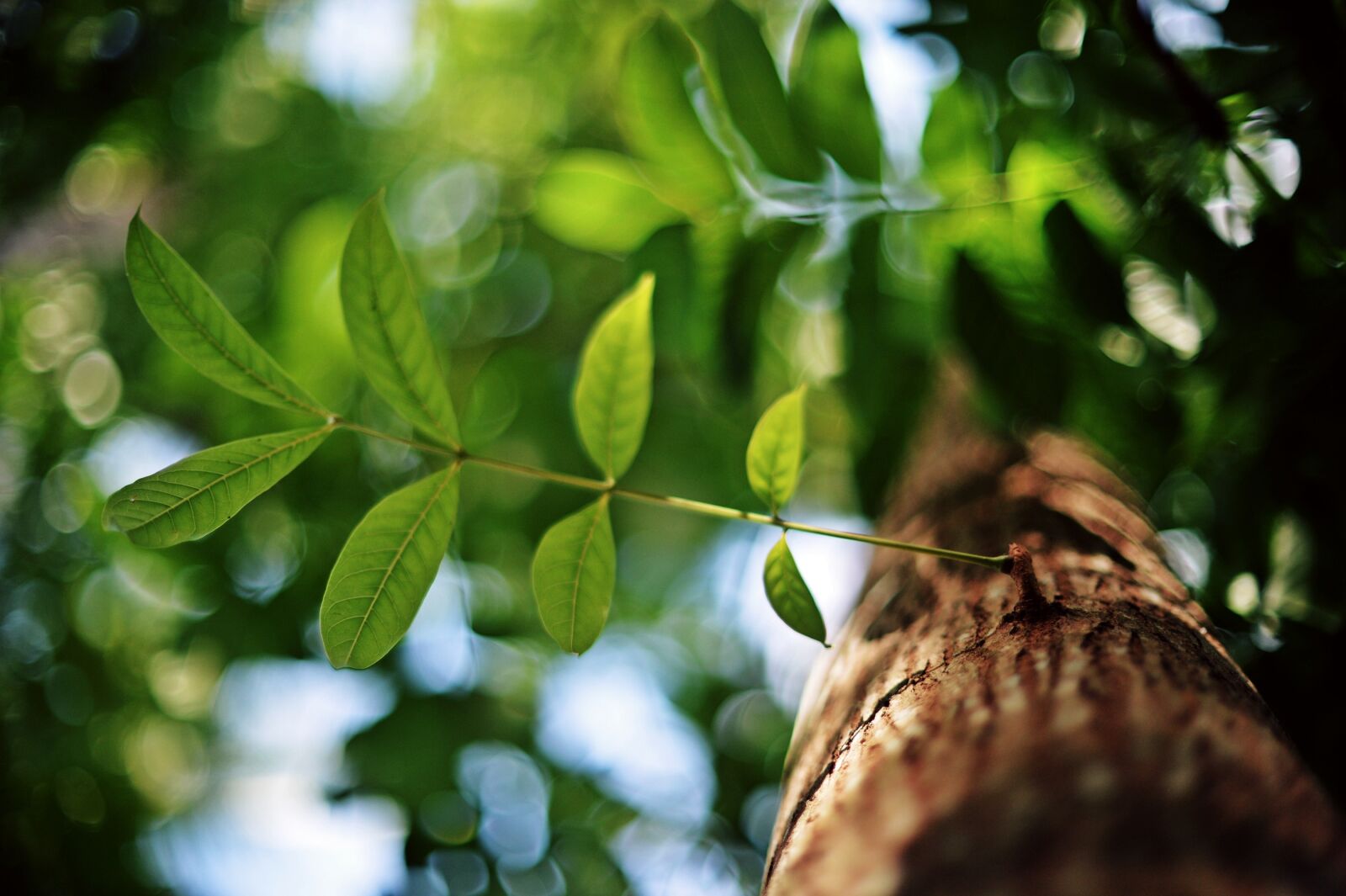 Nikon Df sample photo. Nature, wildlife, green photography