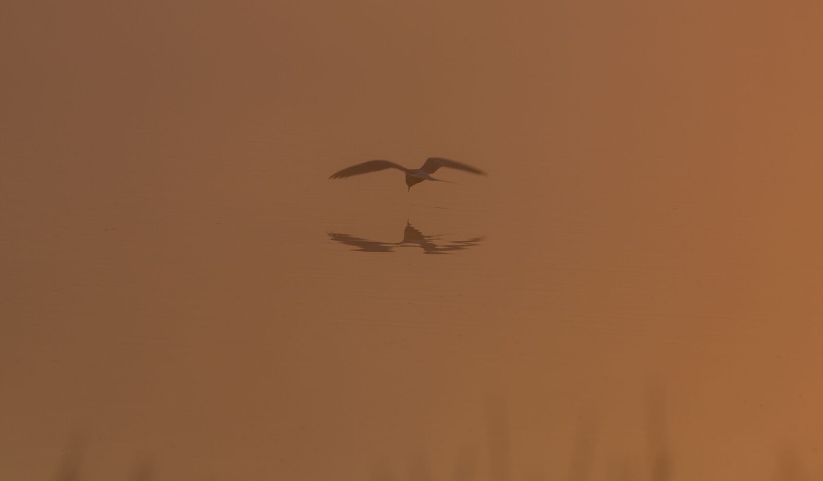 150-600mm F5-6.3 DG OS HSM | Contemporary 015 sample photo. Common tern on a photography