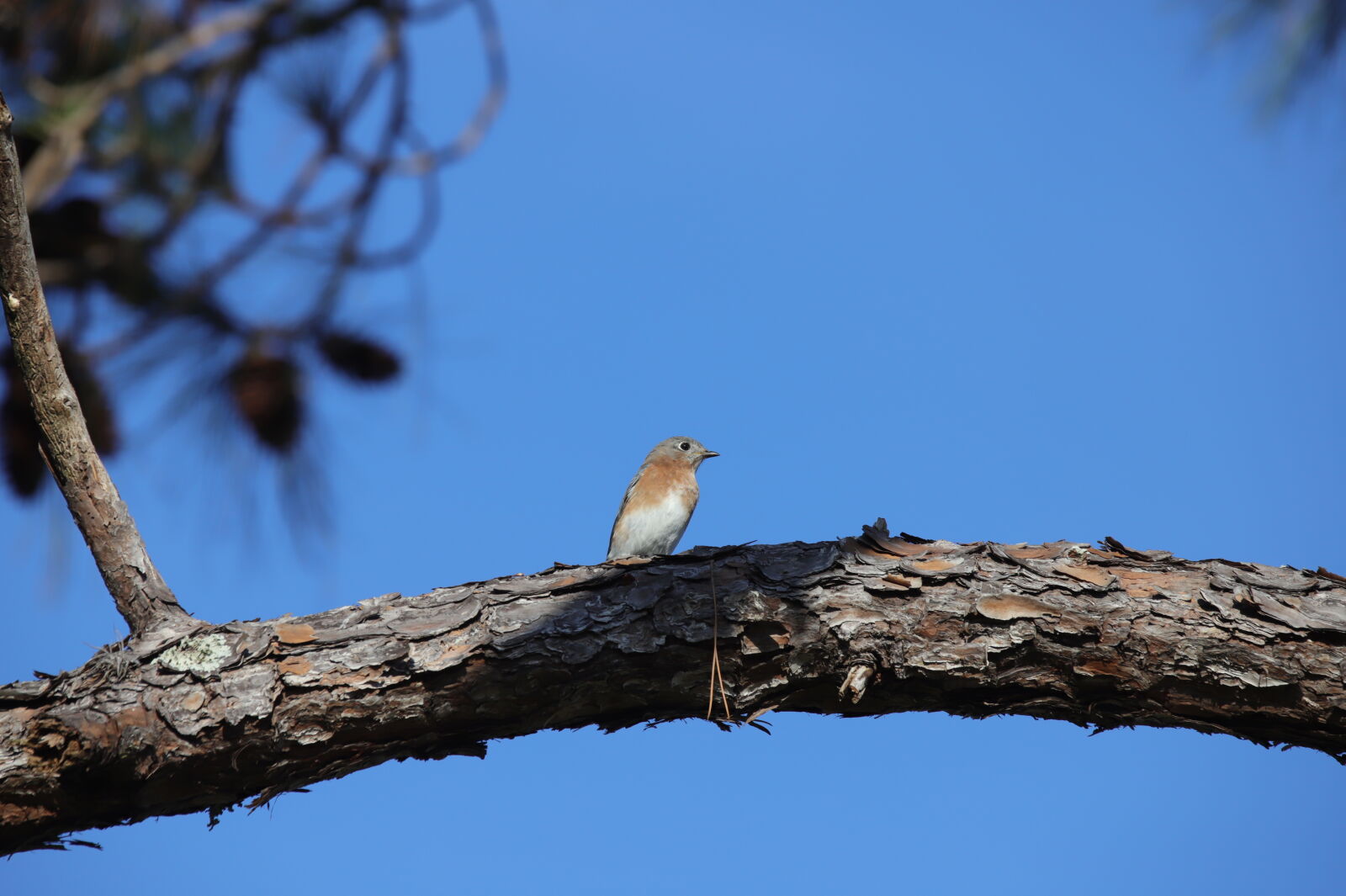 Canon EOS 6D Mark II sample photo
