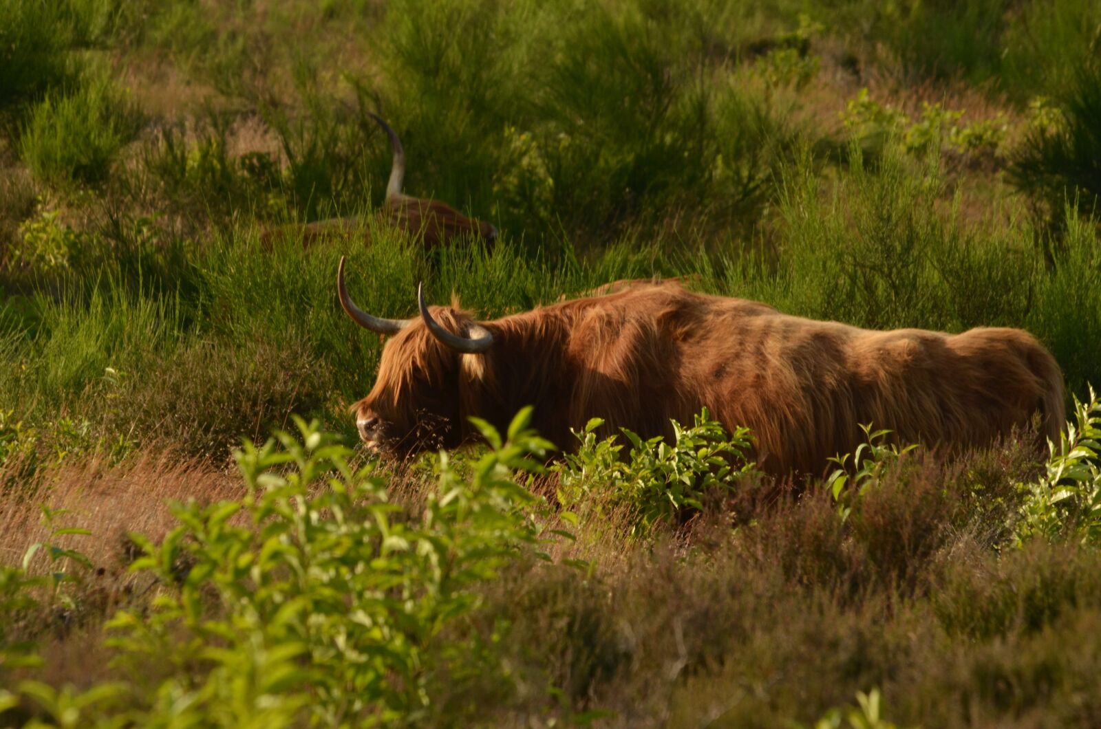Nikon D7000 sample photo. Cow, beef, scottish photography