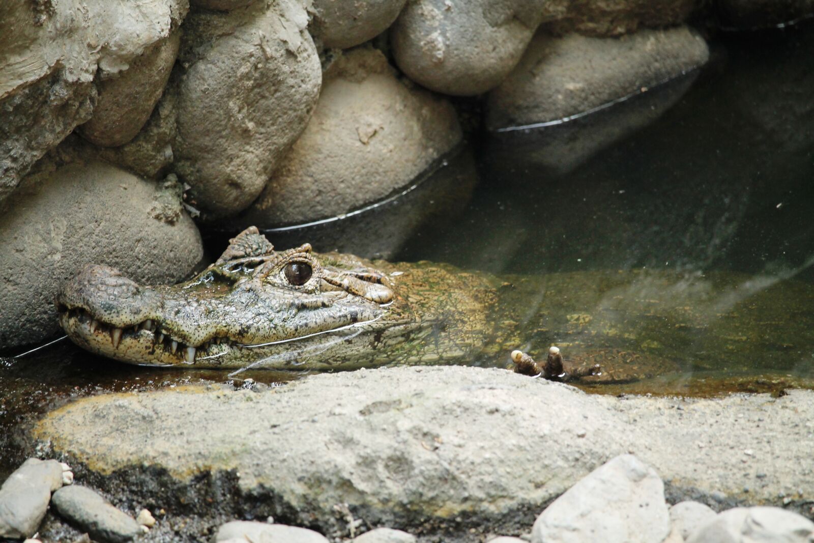 Canon EOS 1100D (EOS Rebel T3 / EOS Kiss X50) sample photo. Animal, reptile, cayman photography