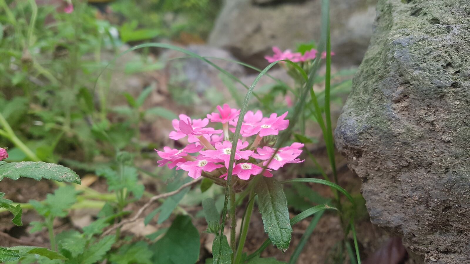 Samsung Galaxy S7 sample photo. Pink flowers, pink, flowers photography