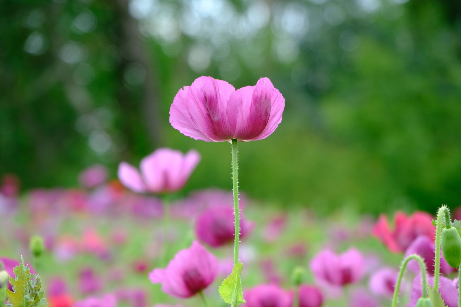 Fujifilm X-T3 sample photo. Poppy, violet, poppy flower photography
