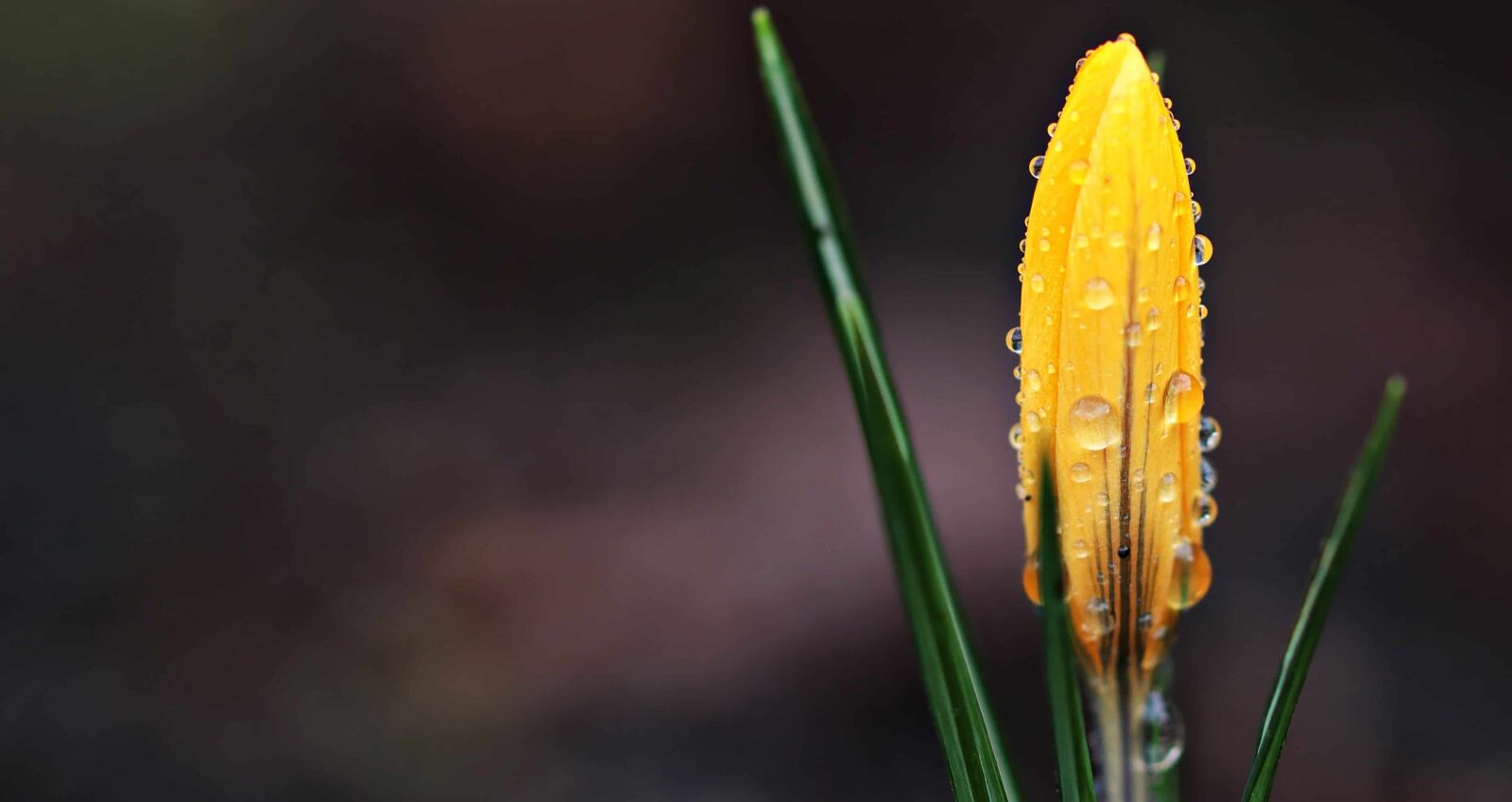 Canon EOS 80D sample photo. Nature, green leaf, rain photography