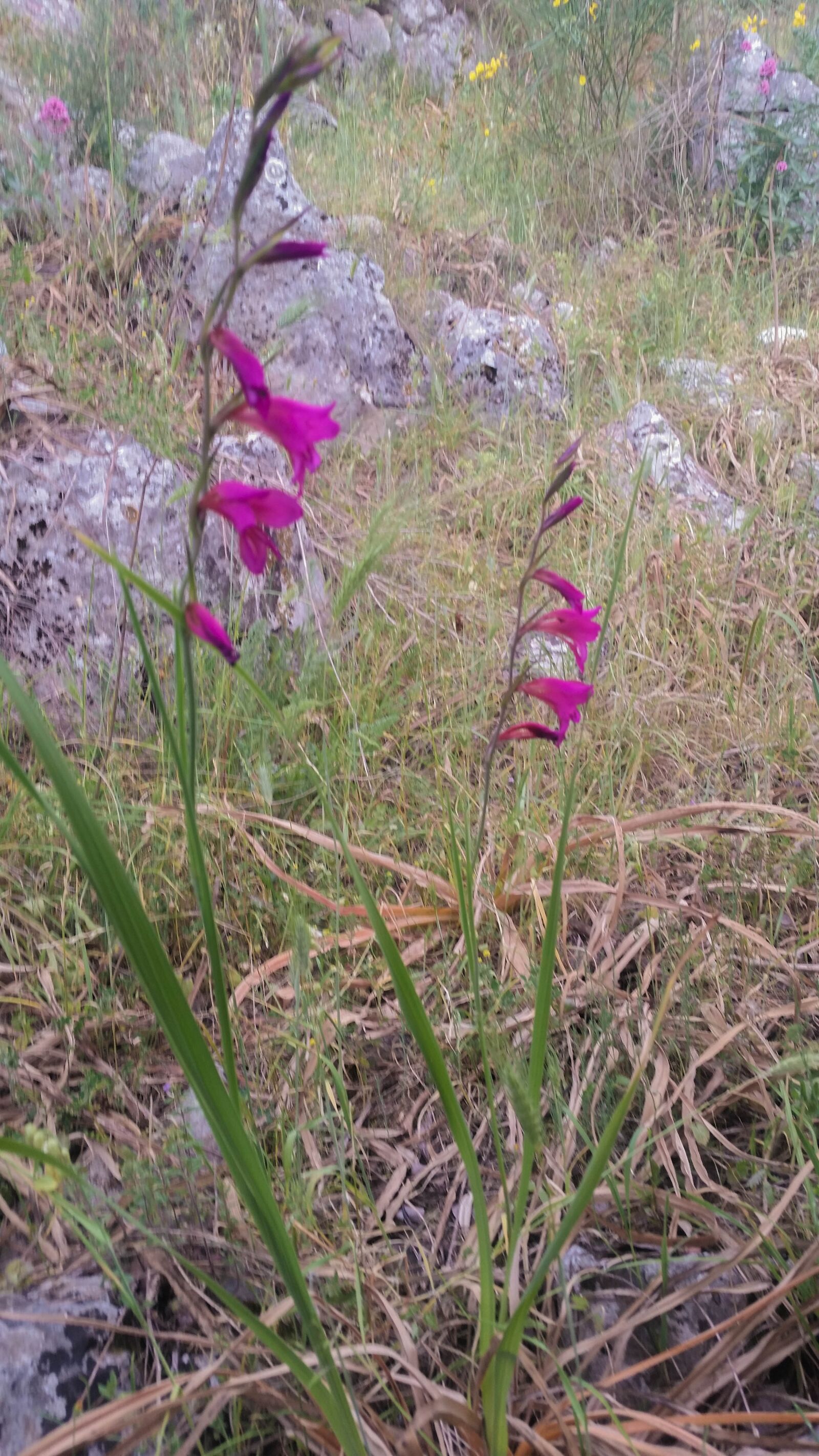 Samsung Galaxy S5 sample photo. Orchid, wild, flowers photography