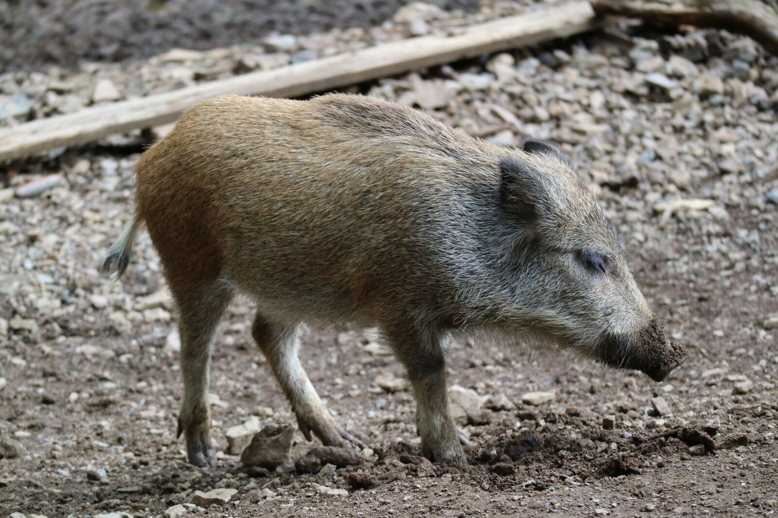 Canon EOS M3 sample photo. Boar, piglet, launchy photography