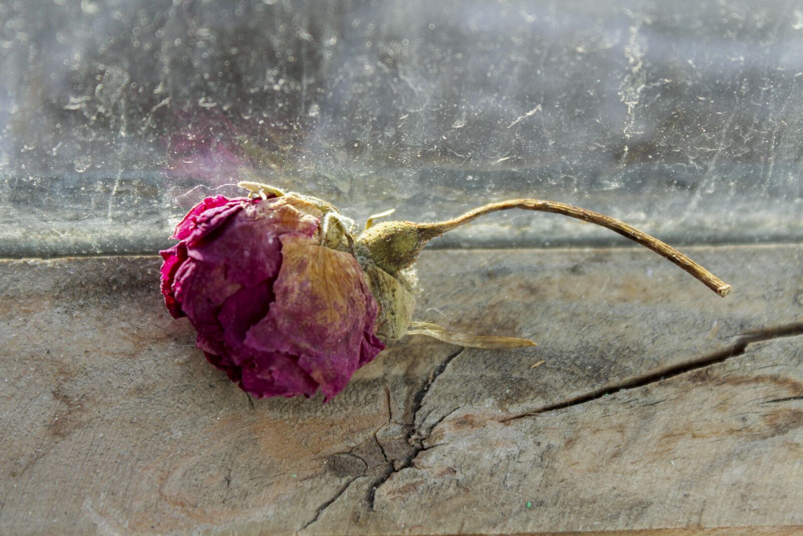 Canon EOS 600D (Rebel EOS T3i / EOS Kiss X5) sample photo. Rose, autumn, red rose photography