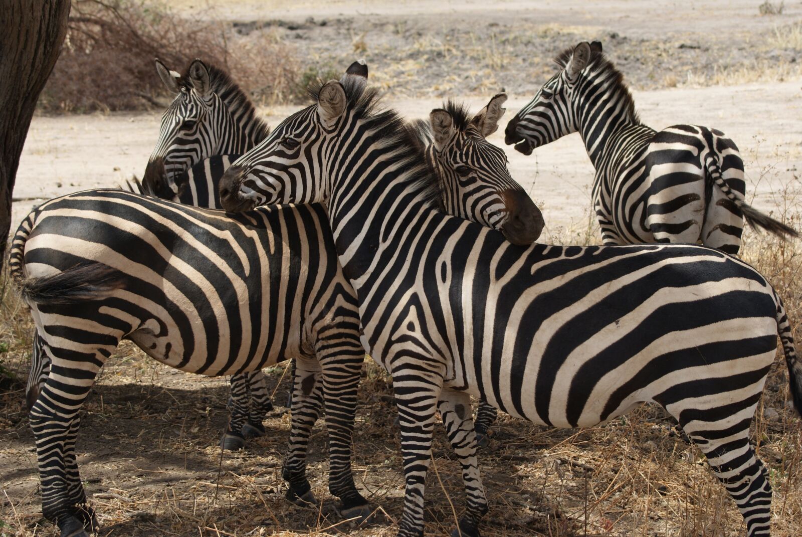 Sony Alpha DSLR-A230 sample photo. Zebra, africa, nature photography