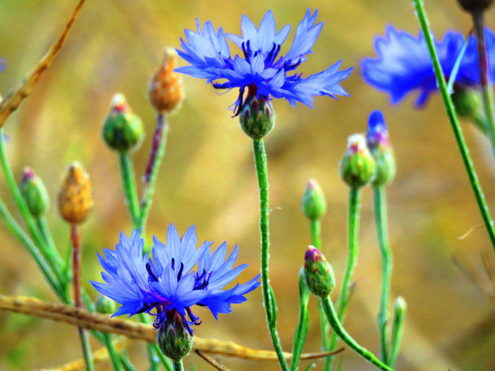 Canon PowerShot SX60 HS sample photo. Cornflowers, blue, wild flower photography