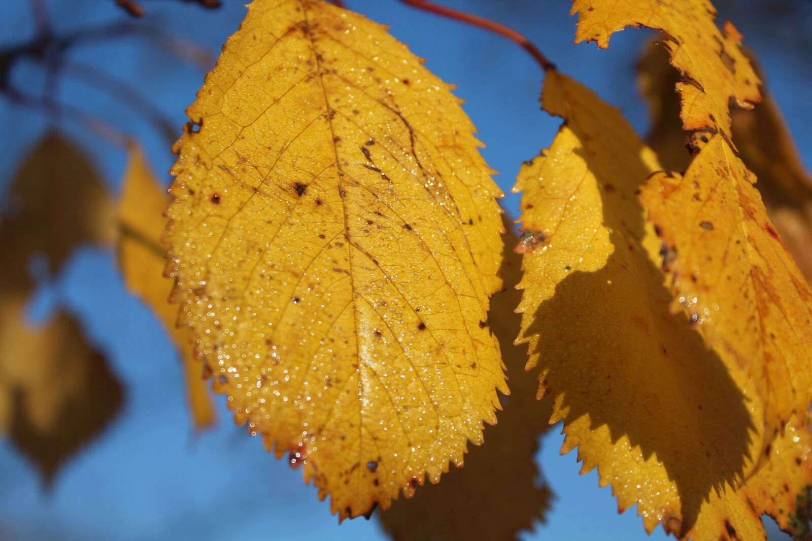 Canon EOS 1200D (EOS Rebel T5 / EOS Kiss X70 / EOS Hi) sample photo. Yellow leaves, autumn, autumn photography