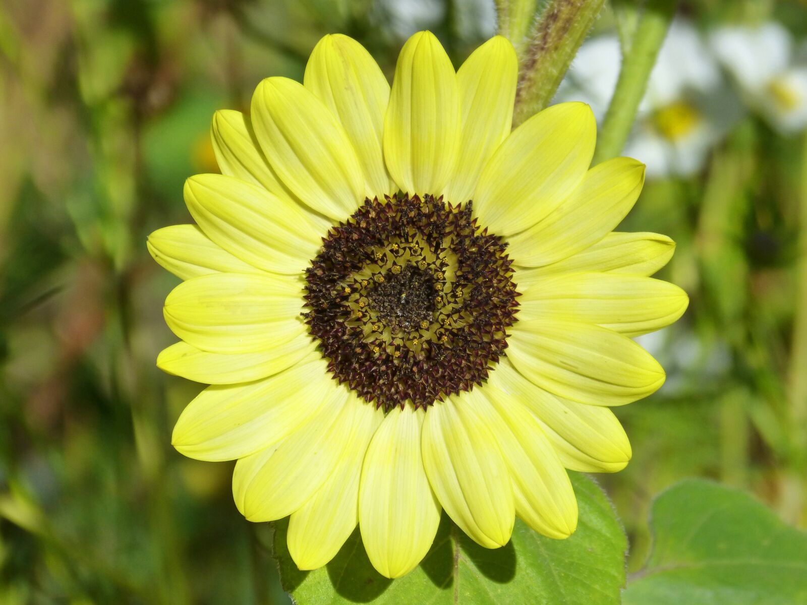 Panasonic DMC-FZ62 sample photo. Sunflower, helianthus annuus, flower photography