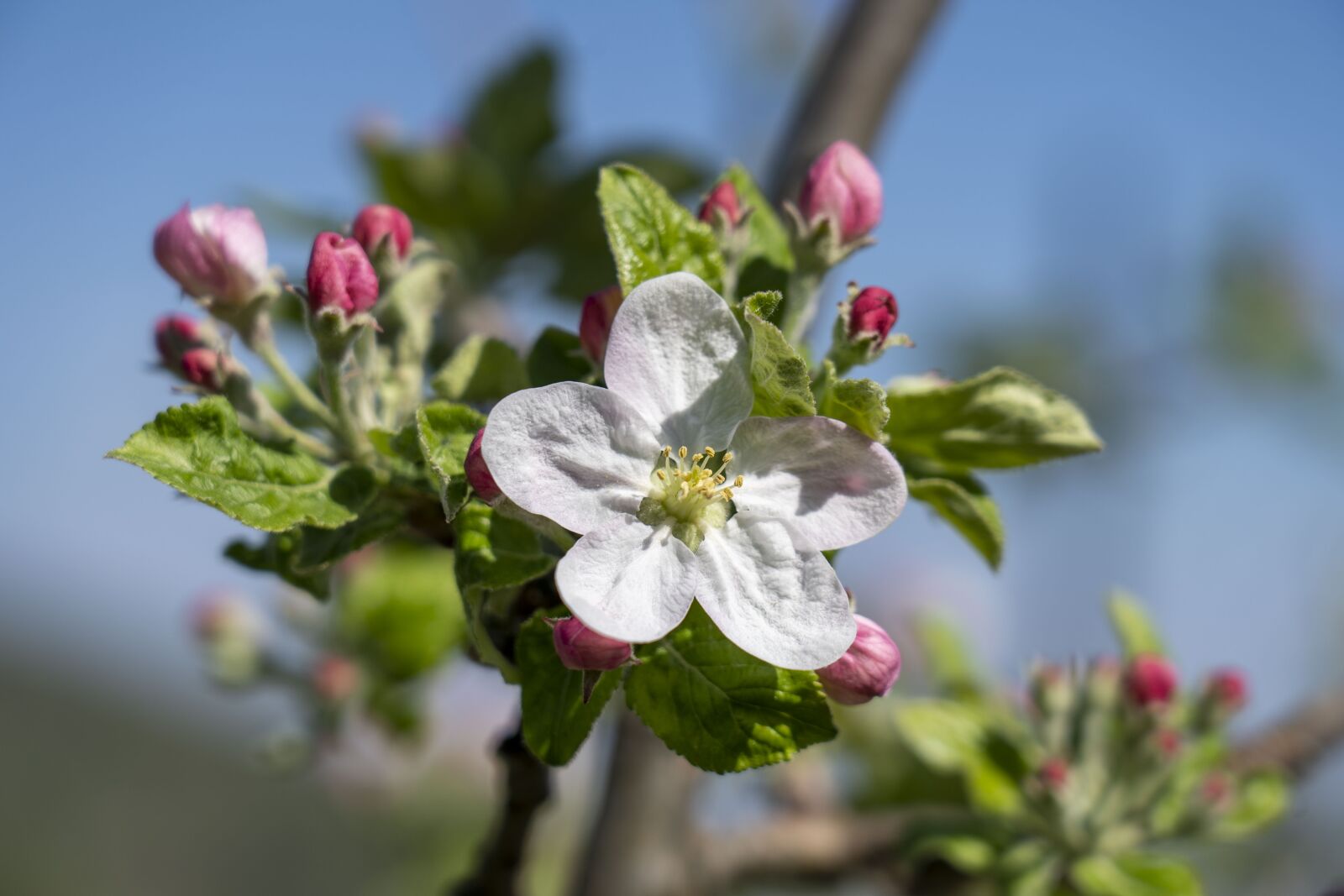 Sony FE 24-105mm F4 G OSS sample photo. Flower, flowers, apple tree photography