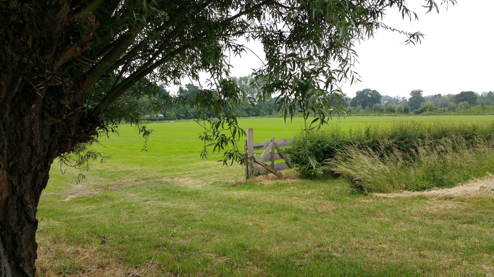 Samsung Galaxy Note4 sample photo. Landscape, tree, green photography