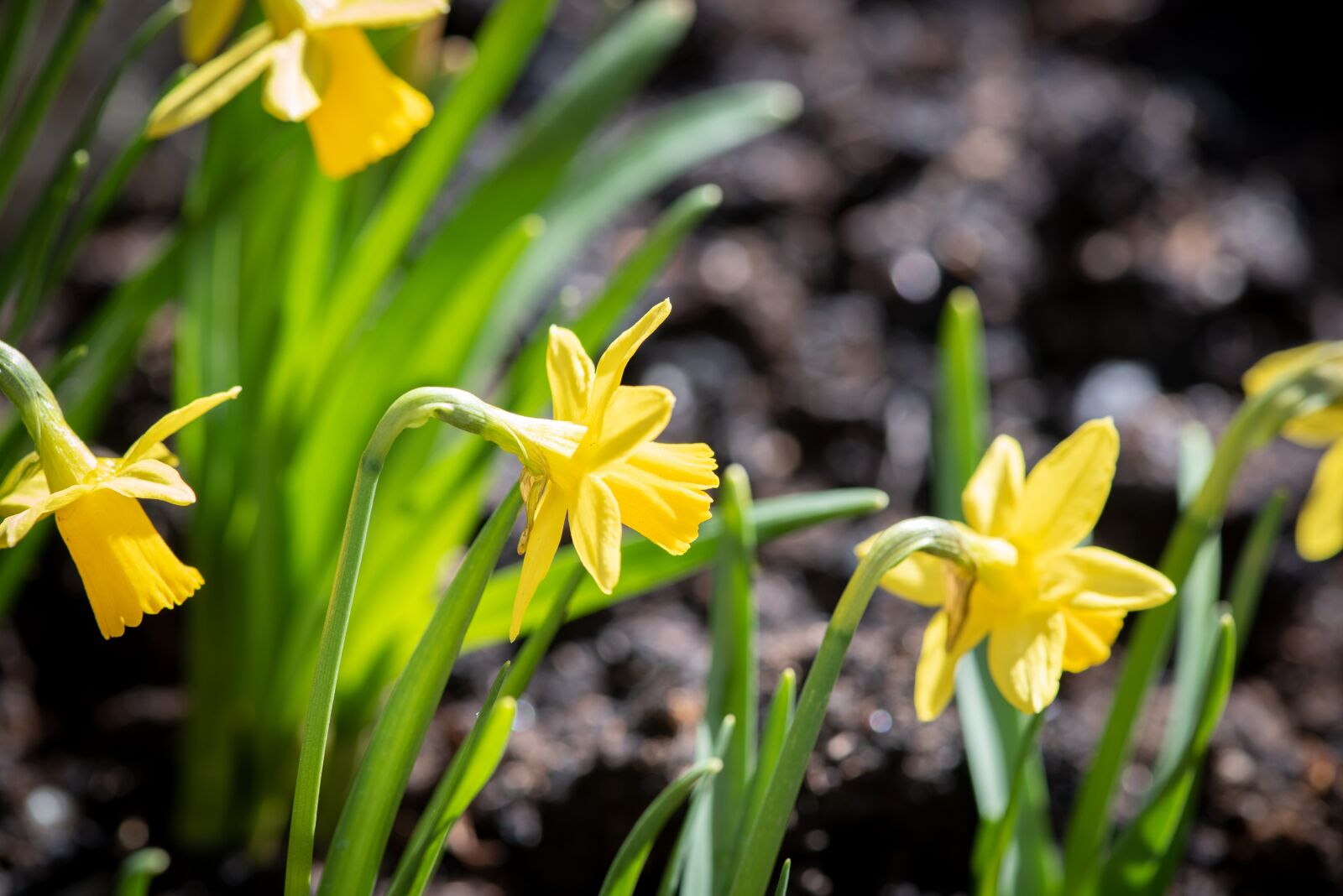Nikon D750 sample photo. Daffodils, small daffodils, yellow photography