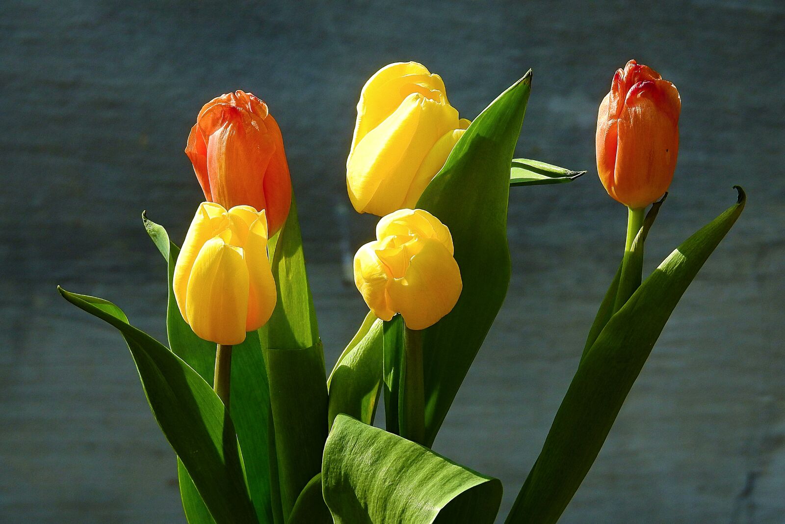 Nikon Coolpix P900 sample photo. Tulip, nature, leaf photography