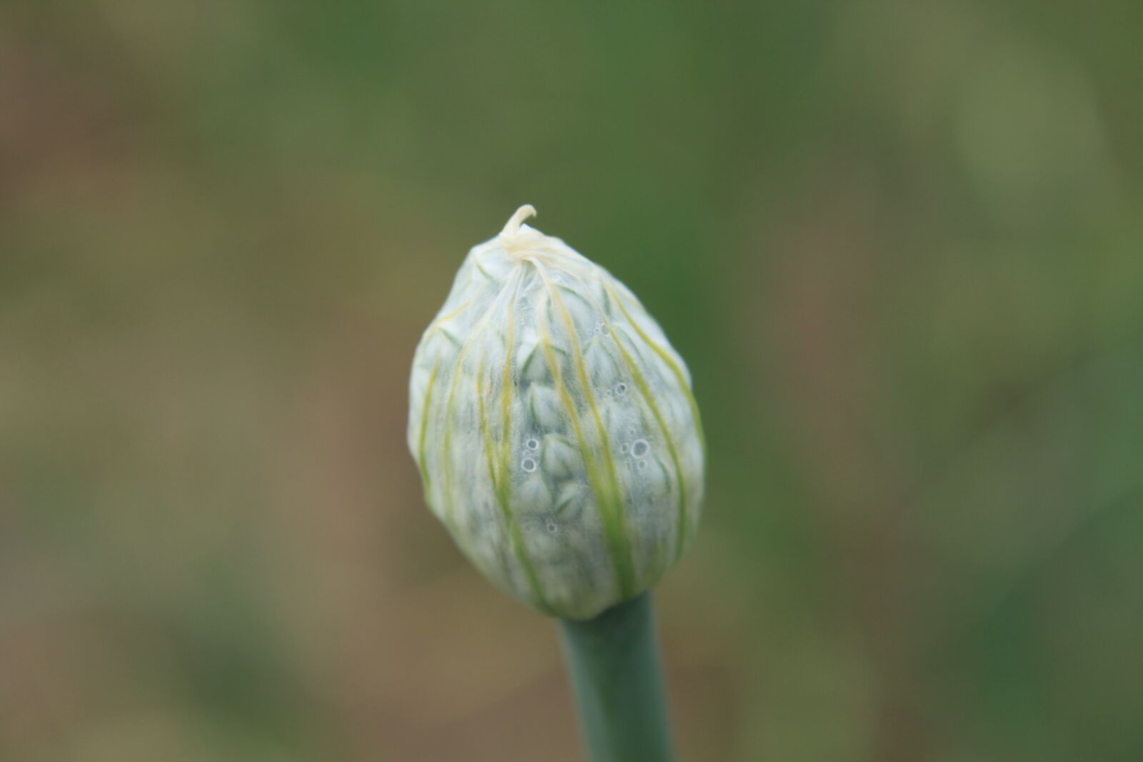 Canon EOS 500D (EOS Rebel T1i / EOS Kiss X3) sample photo. Agriculture, allium, buds photography