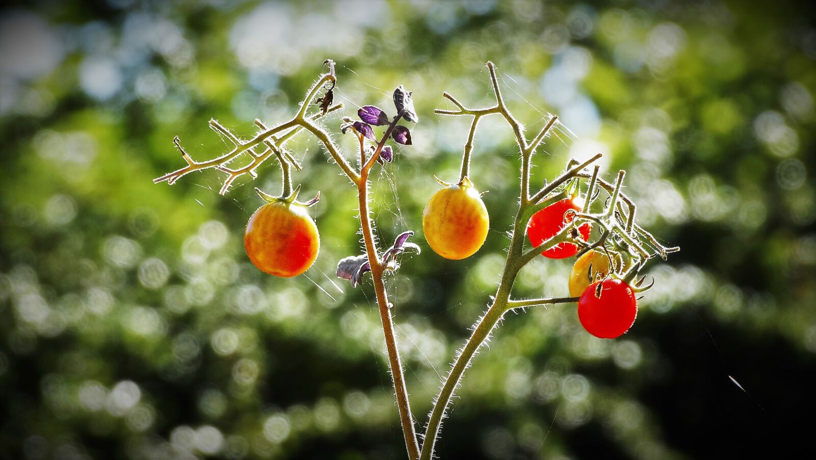 Sony Cyber-shot DSC-HX300 sample photo. Tomatoes, harvest, vegetables photography