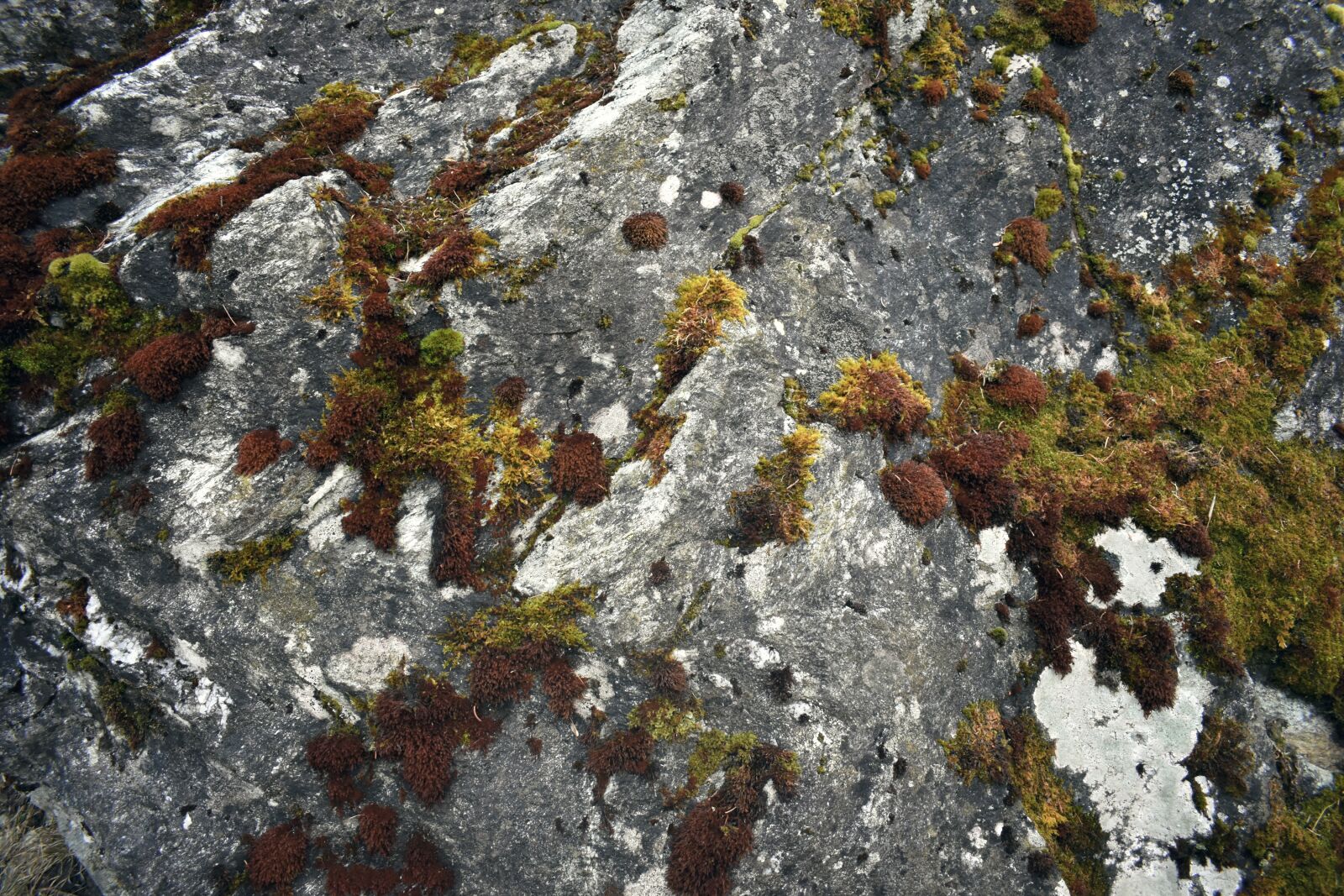 Nikon D3400 sample photo. Moss, stone, rock photography
