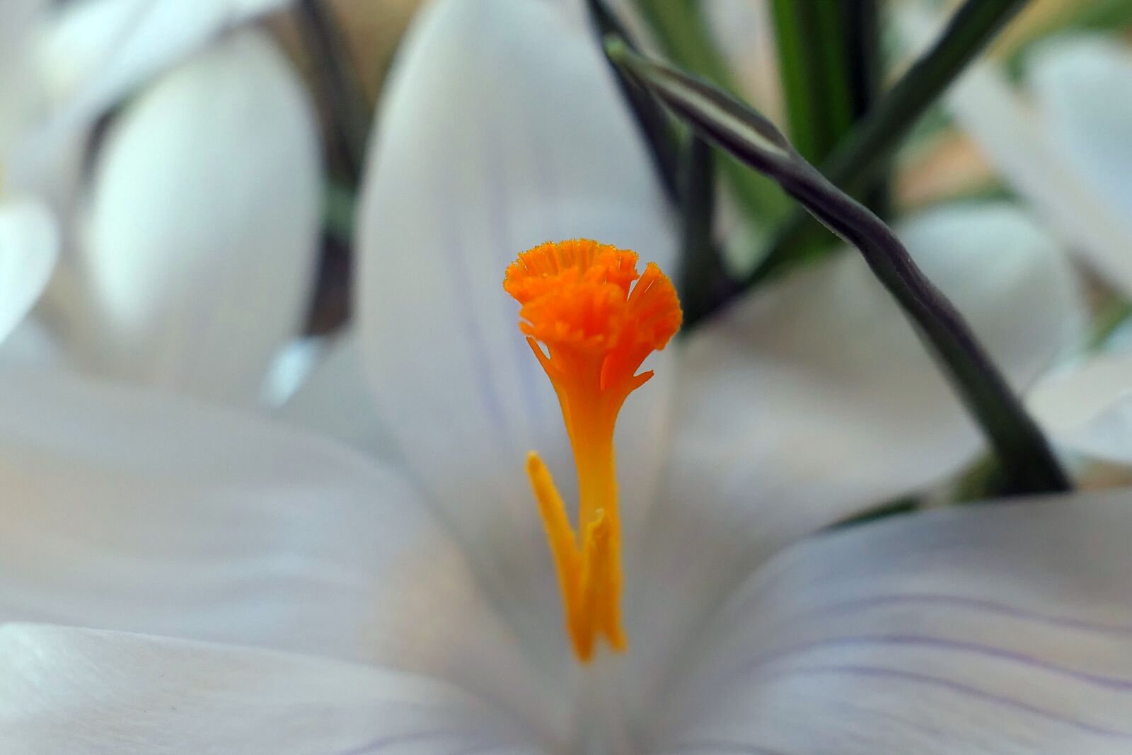 Panasonic Lumix DMC-LX10 (Lumix DMC-LX15) sample photo. Crocus, flower, flowers temple photography