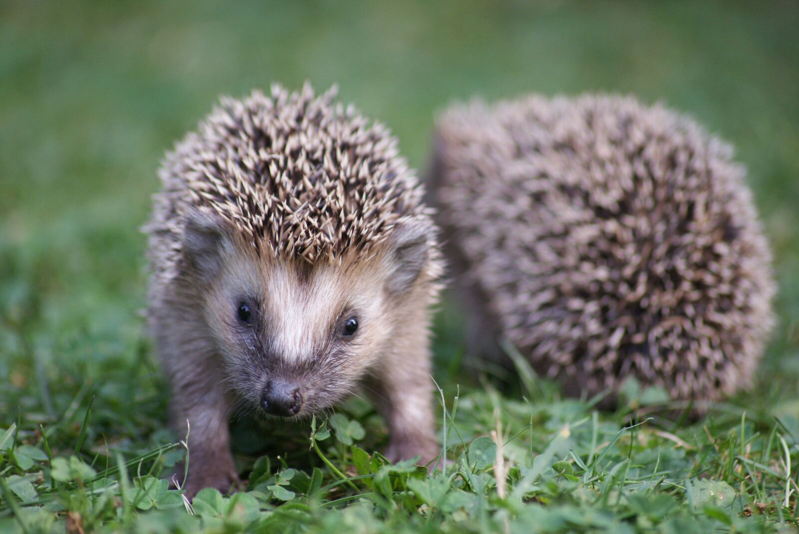 Sony Alpha DSLR-A300 sample photo. Hedgehog, garden, nature photography
