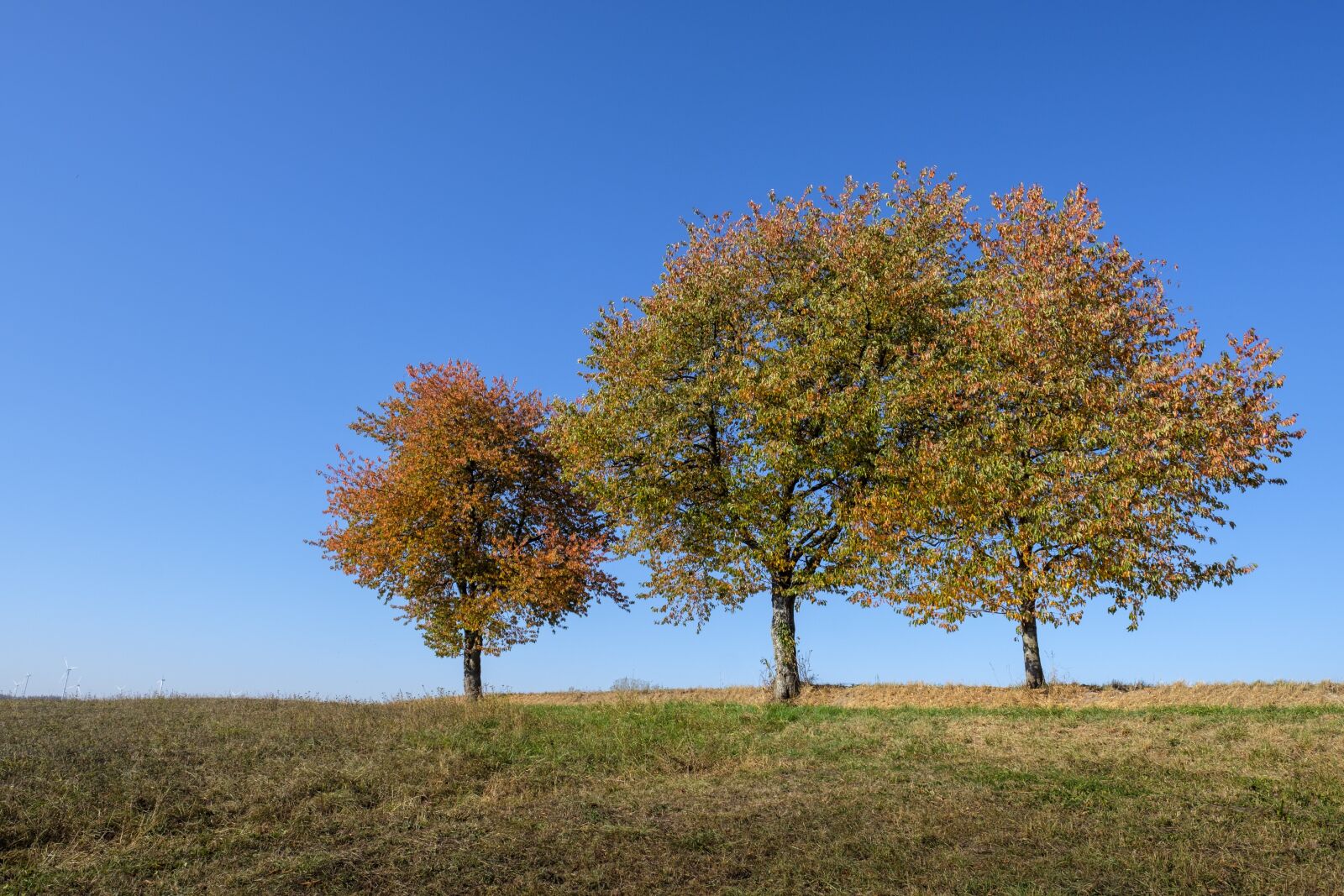 Fujifilm X-T2 + Fujifilm XF 16mm F1.4 R WR sample photo. Tree, autumn, leaves photography