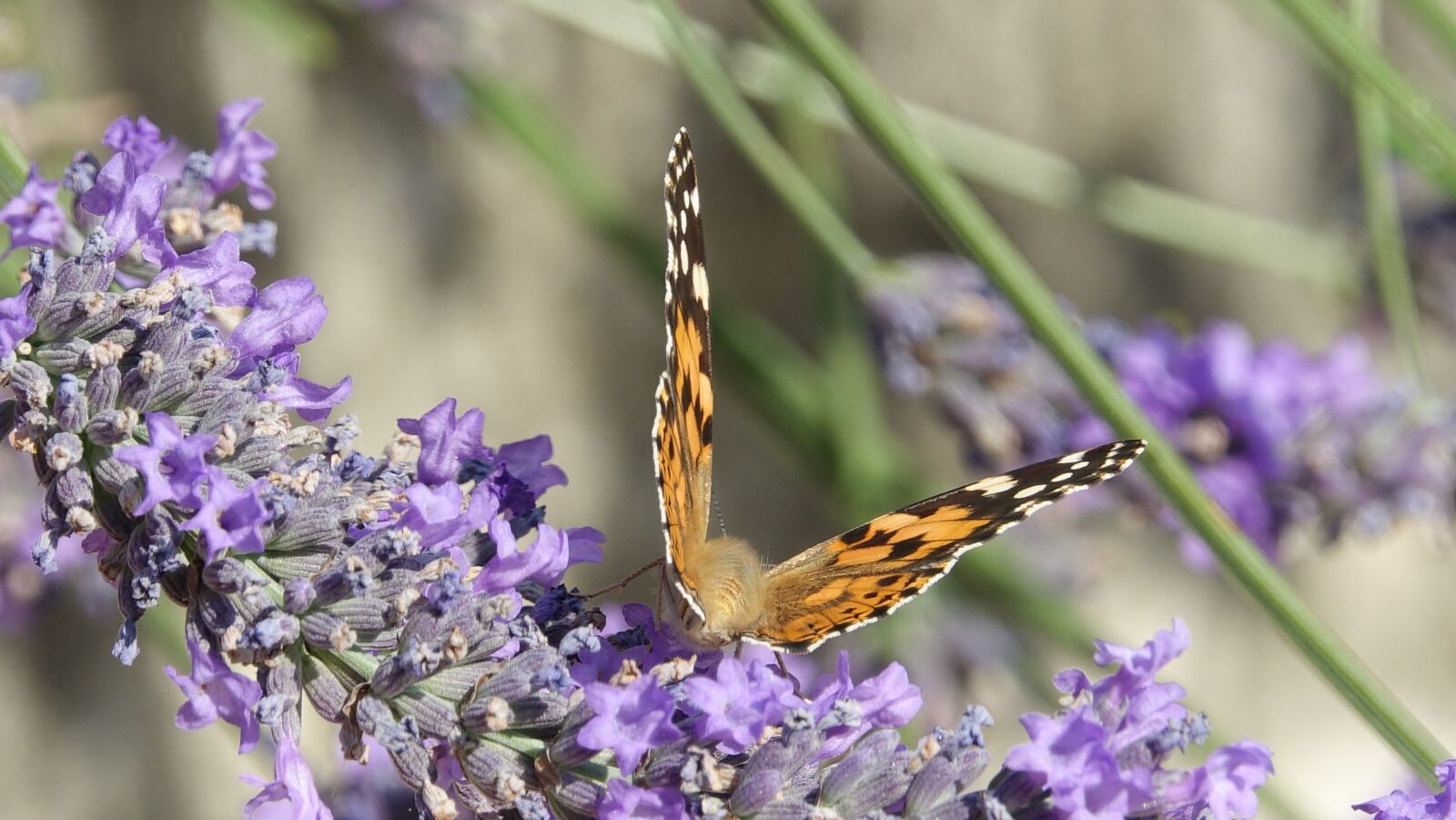Sony Cyber-shot DSC-RX10 III sample photo. Butterfly, lavender, summer photography