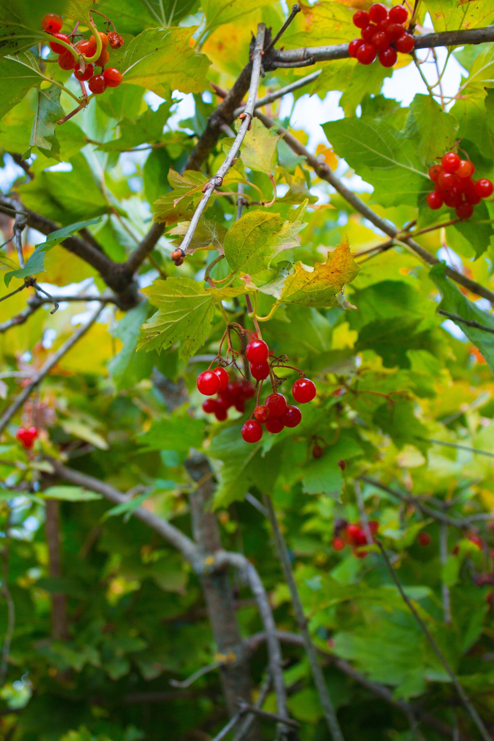 Canon EOS 700D (EOS Rebel T5i / EOS Kiss X7i) sample photo. Viburnum, leaves, bush photography