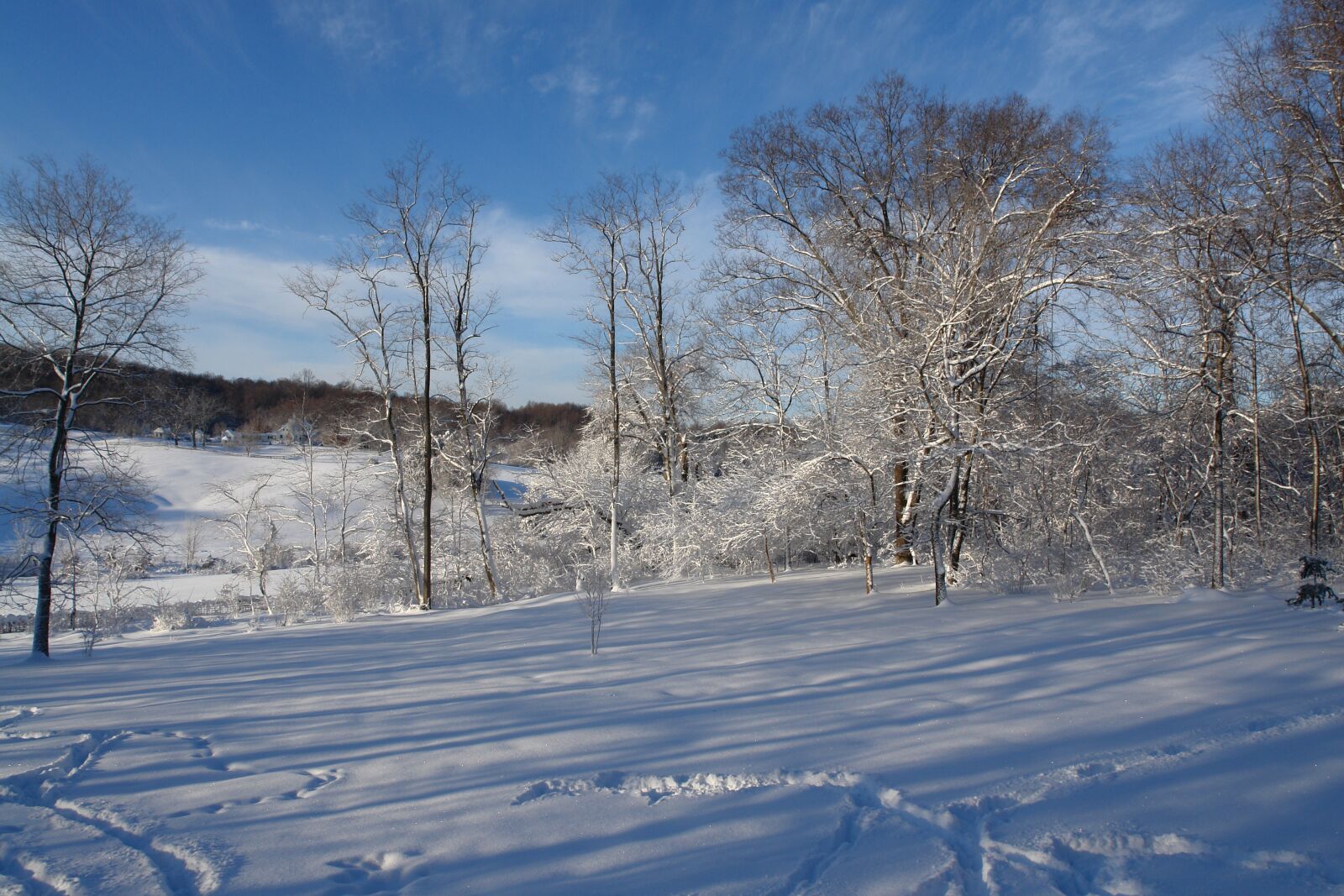 Sony DSC-R1 sample photo. Winter wonderland, snow, tree photography