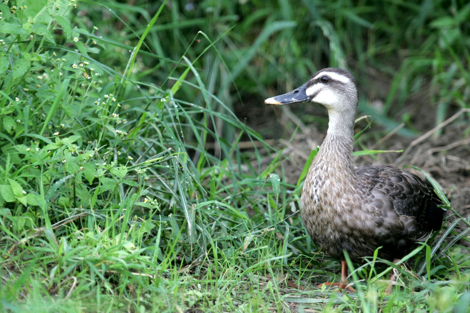 Canon EOS-1D Mark II sample photo. Duck, birds, animal photography