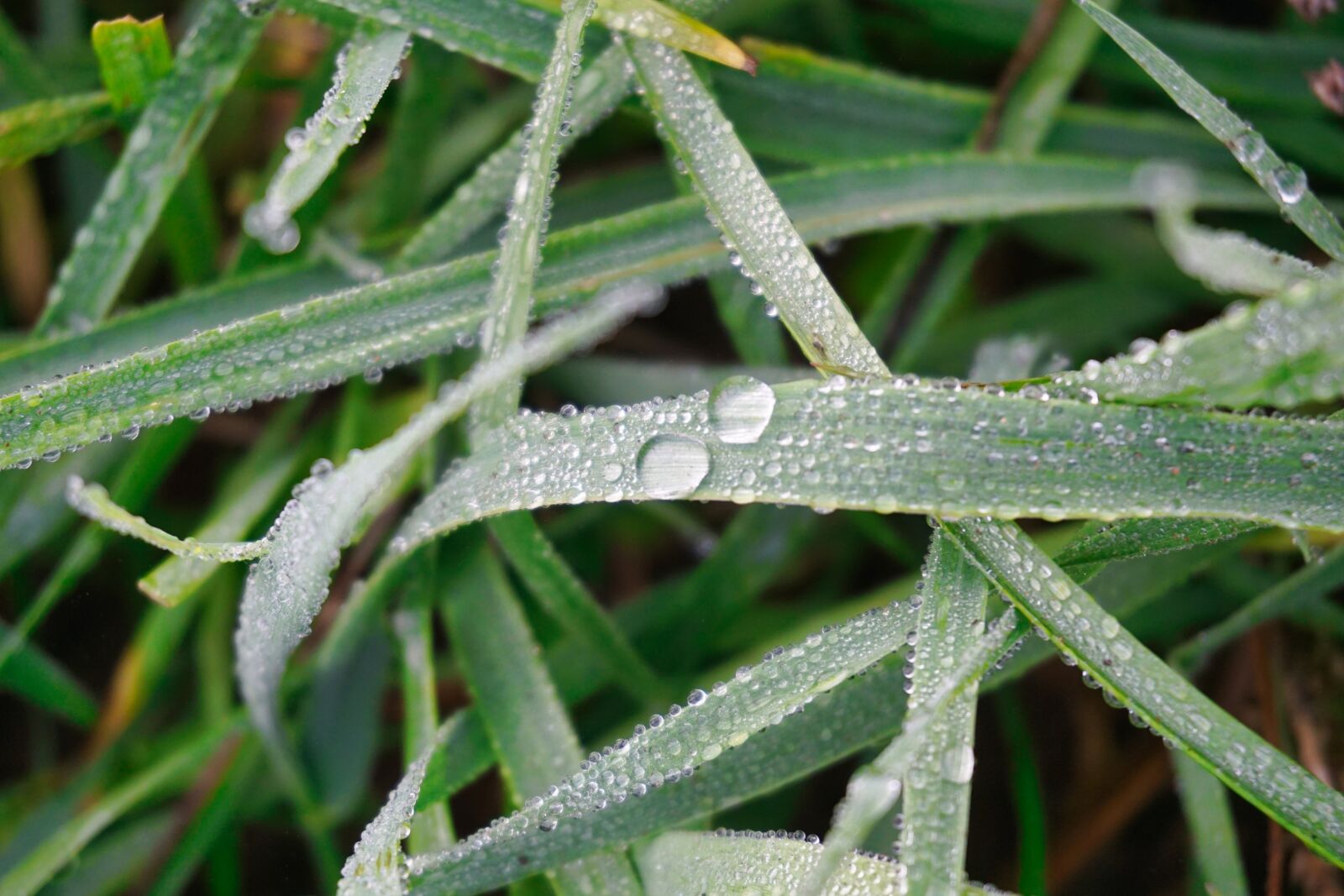 Sony E 16-50mm F3.5-5.6 PZ OSS sample photo. Grass, blade of grass photography