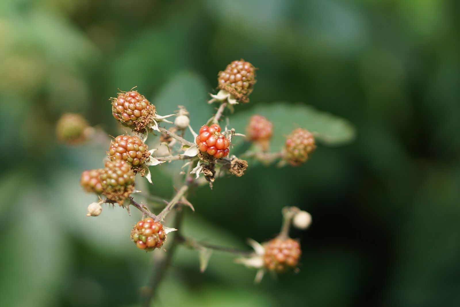E 50mm F1.8 OSS sample photo. Fruits of the forest photography