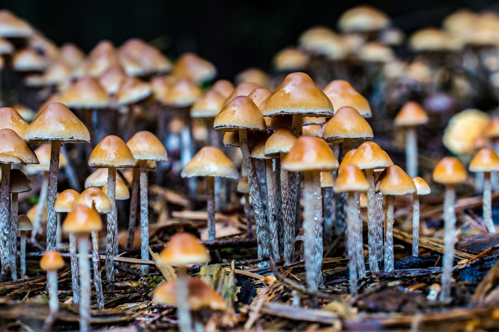 Tamron SP AF 60mm F2 Di II LD IF Macro sample photo. Mushrooms, forest, autumn photography