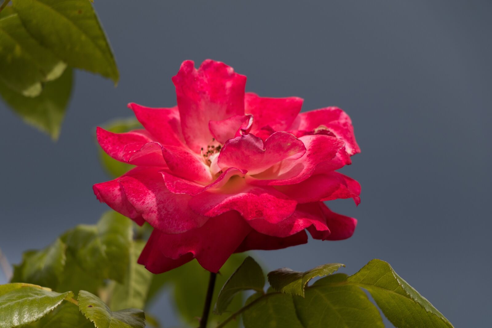 Canon EF-S 18-135mm F3.5-5.6 IS USM sample photo. Rose, flower, flower garden photography