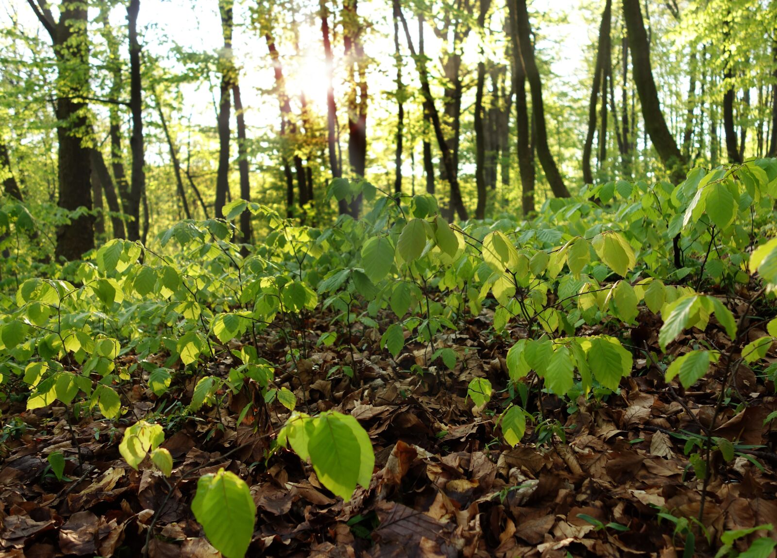 Sony Cyber-shot DSC-RX100 sample photo. Nature, forest, landscape photography