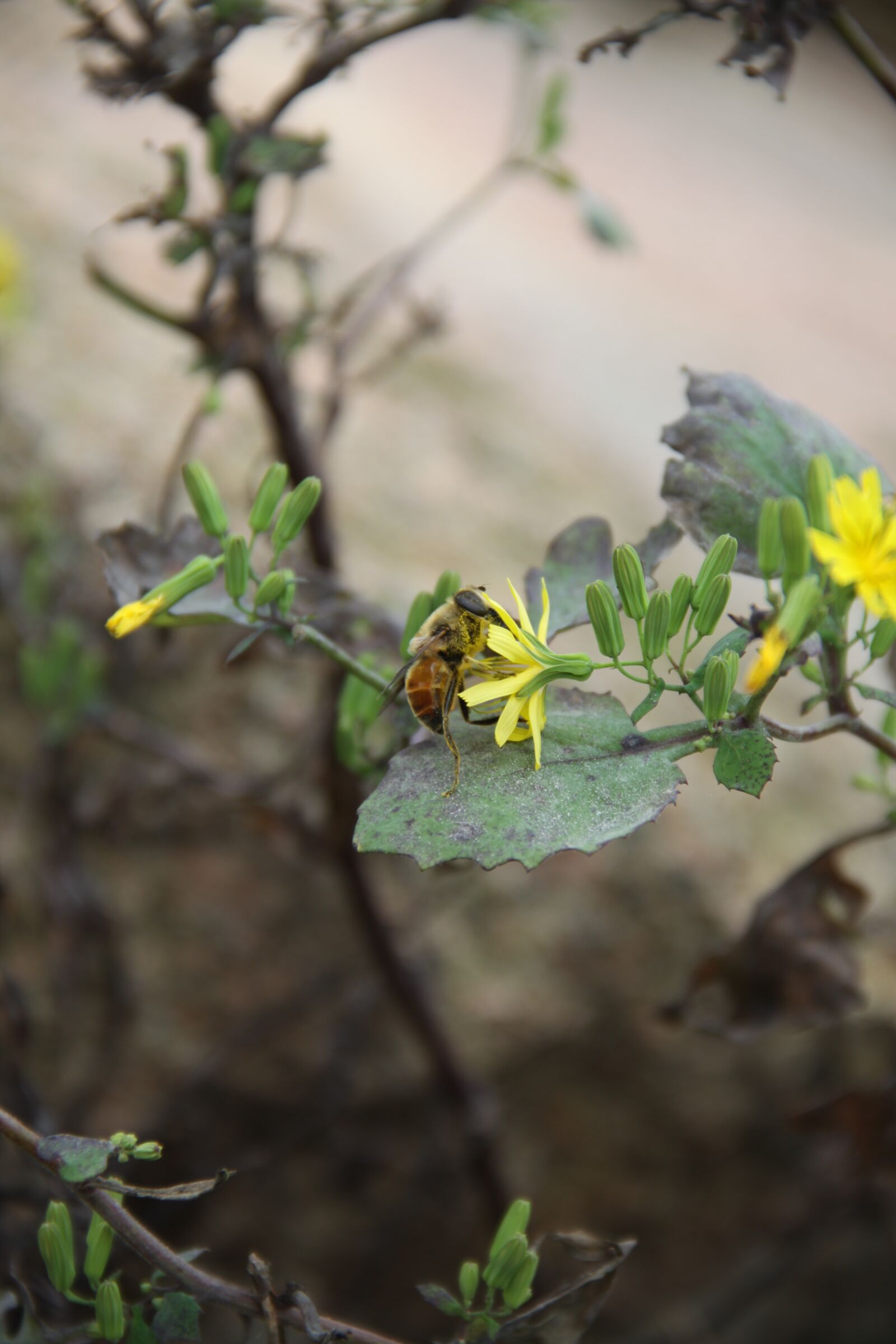 Canon EOS 50D sample photo. Bee, flower, insect photography