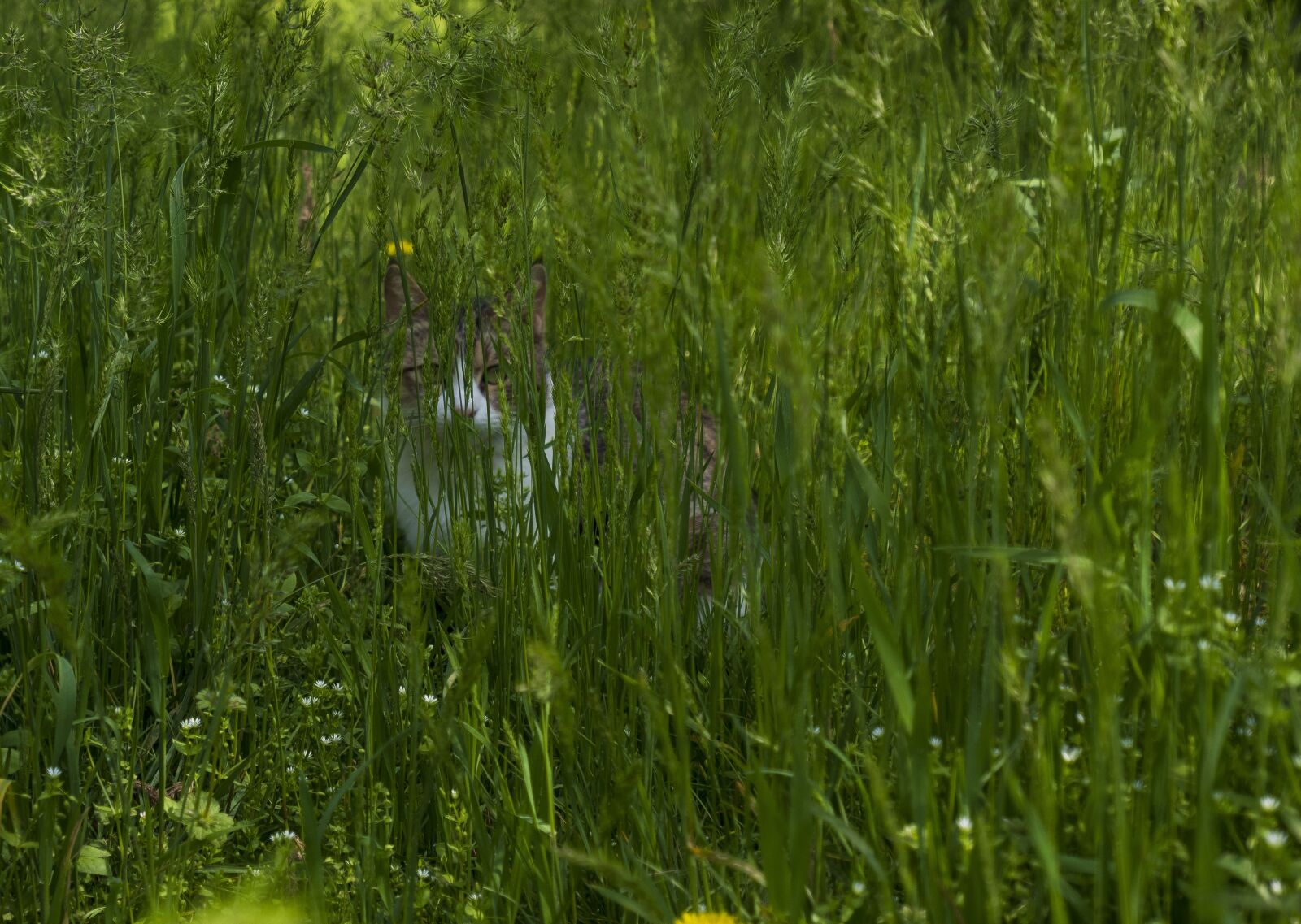 Fujifilm X-A5 sample photo. Cat, grass, nature photography