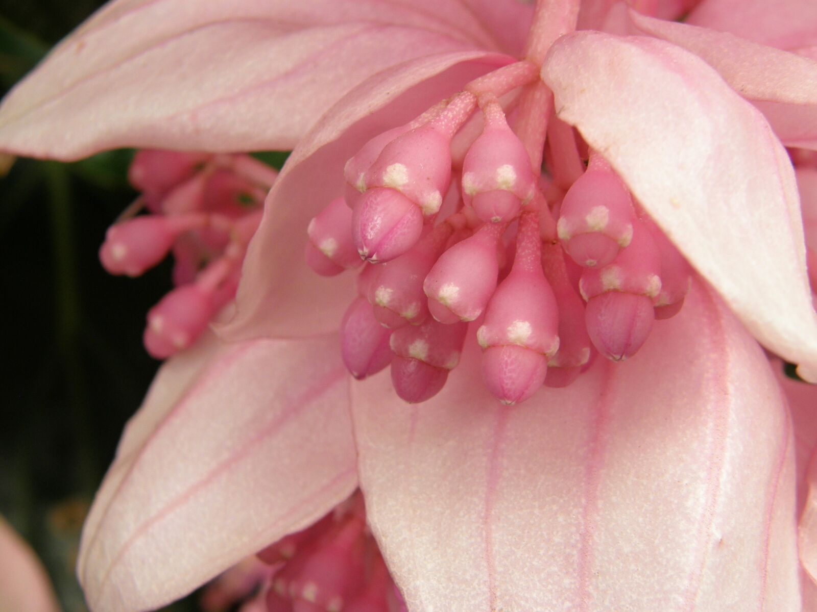Olympus SP550UZ sample photo. Flower, exotica, pink photography