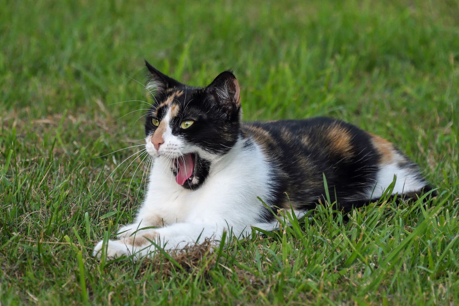 Nikon D500 sample photo. Cat, tricolor, yawn photography