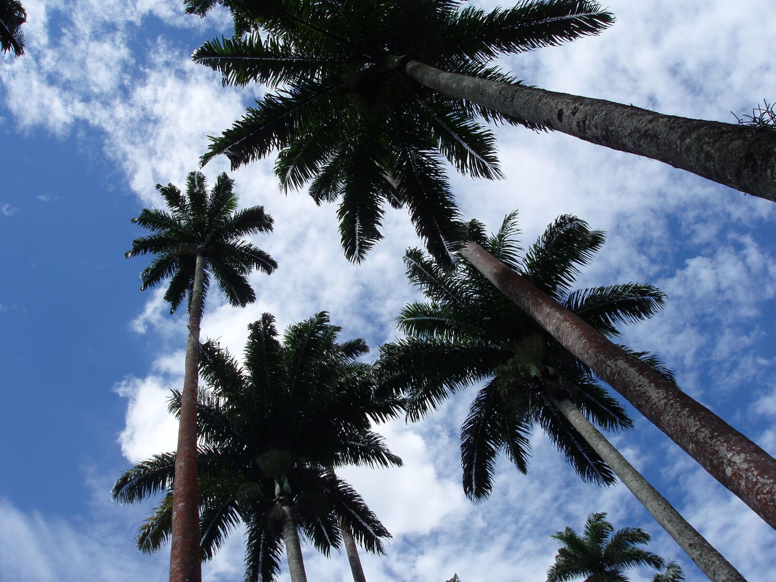 Olympus uD800,S800 sample photo. Palm trees, botanical garden photography