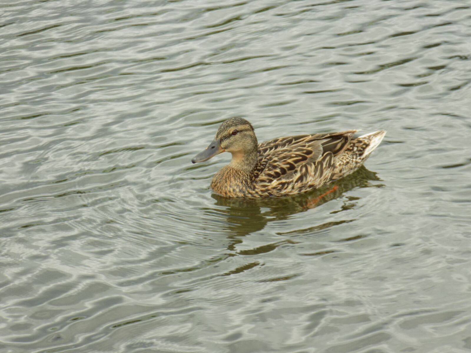 Nikon COOLPIX L330 sample photo. Duck, river, wild ducks photography