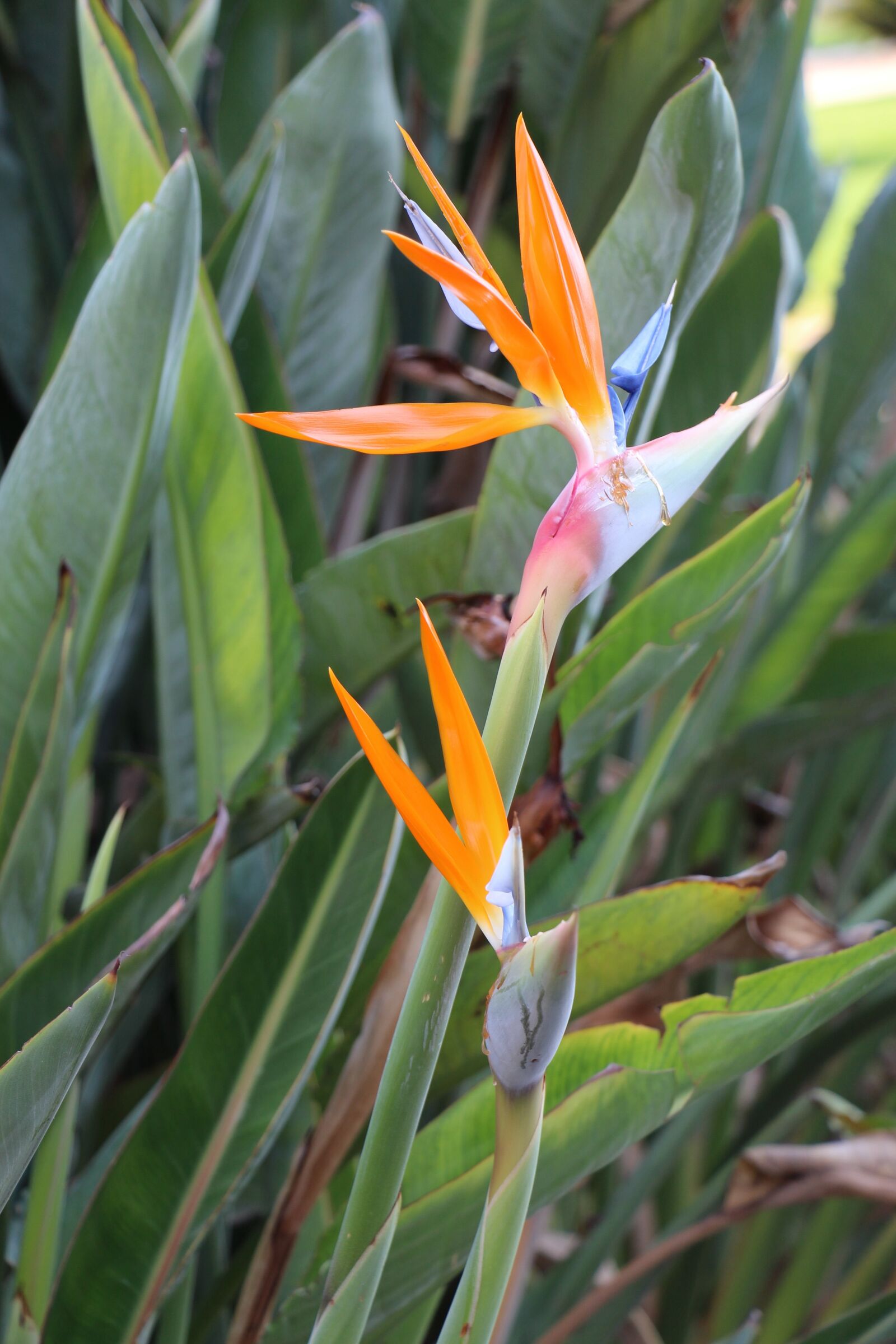 Canon EOS 700D (EOS Rebel T5i / EOS Kiss X7i) sample photo. Orange, flowers, nice photography