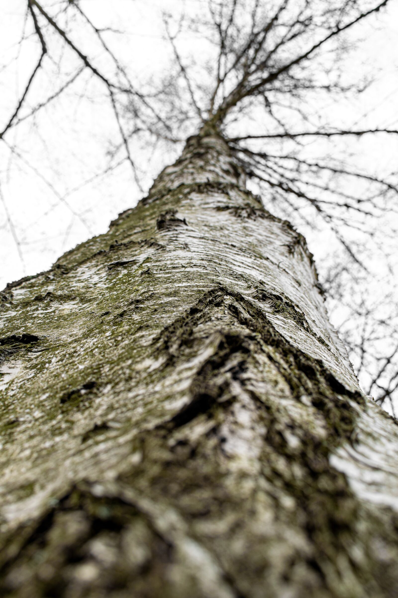 Nikon D5300 sample photo. Birch, tribe, crown photography