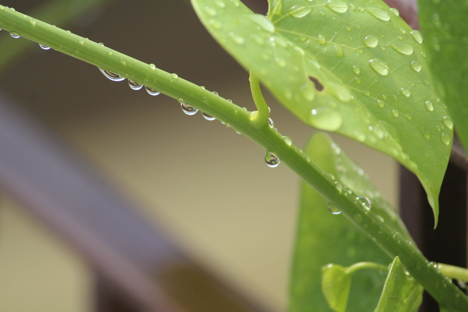 Canon EOS 1200D (EOS Rebel T5 / EOS Kiss X70 / EOS Hi) sample photo. Giloy, heart-leaved moonseed, tinospora photography