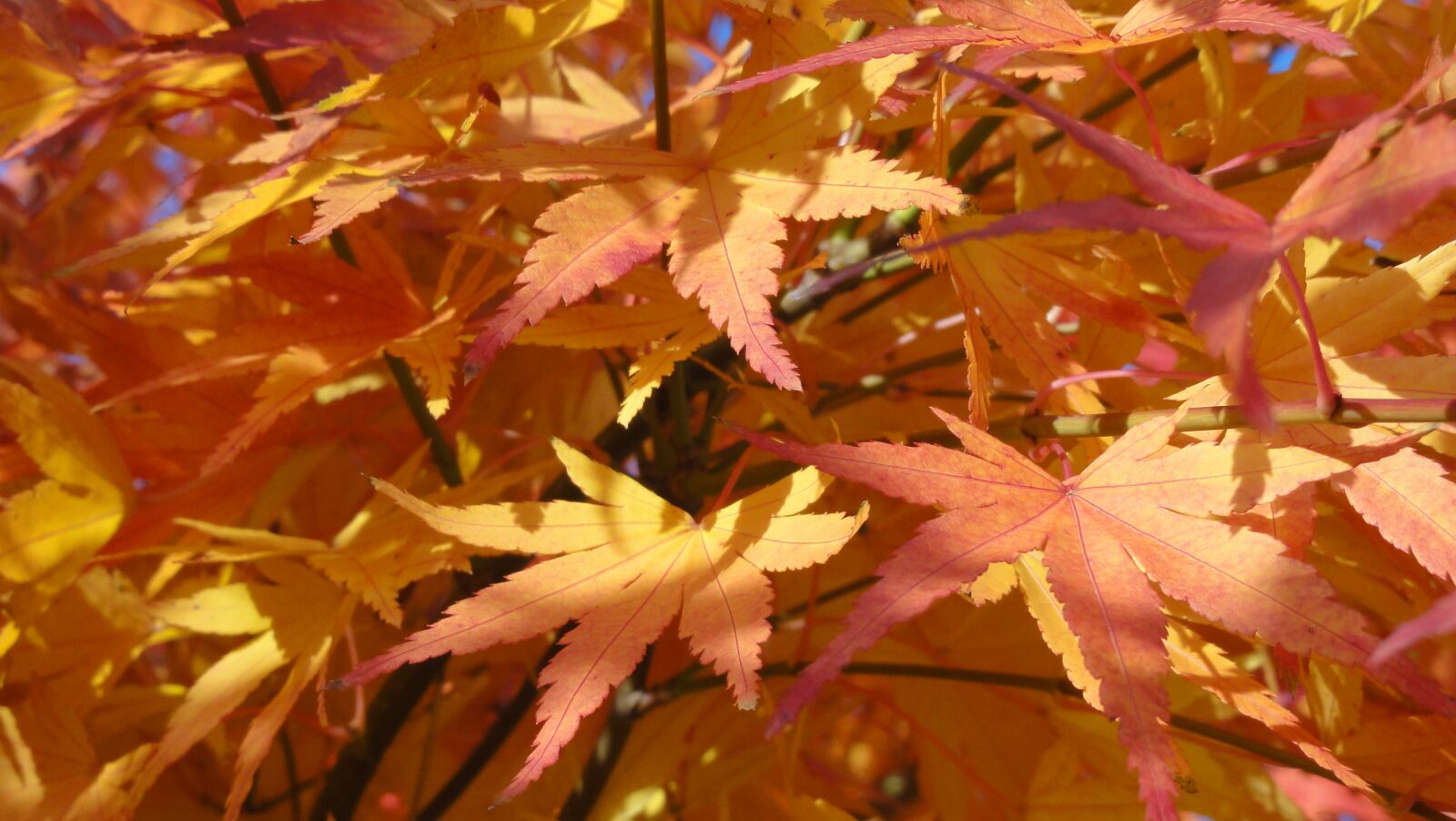 Sony DSC-HX5V sample photo. Emerge, autumn, colorful leaves photography
