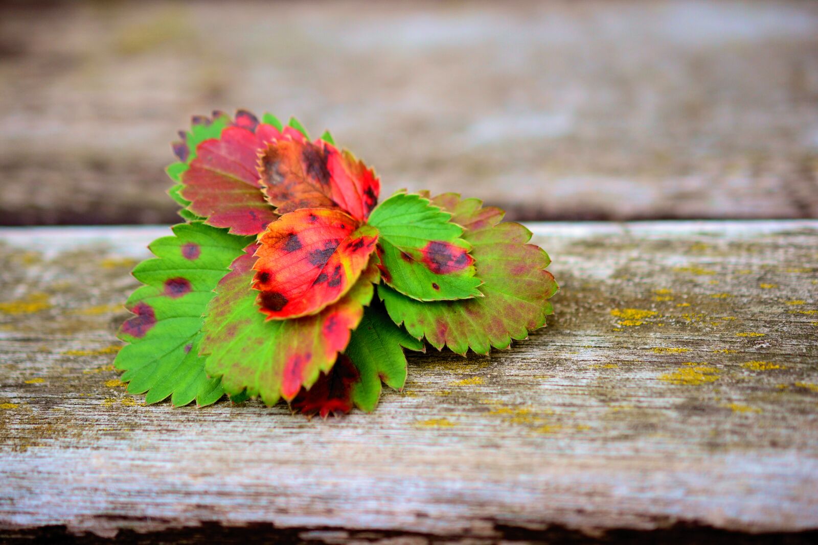 Nikon D5200 sample photo. Leaves, autumn, autumn colours photography
