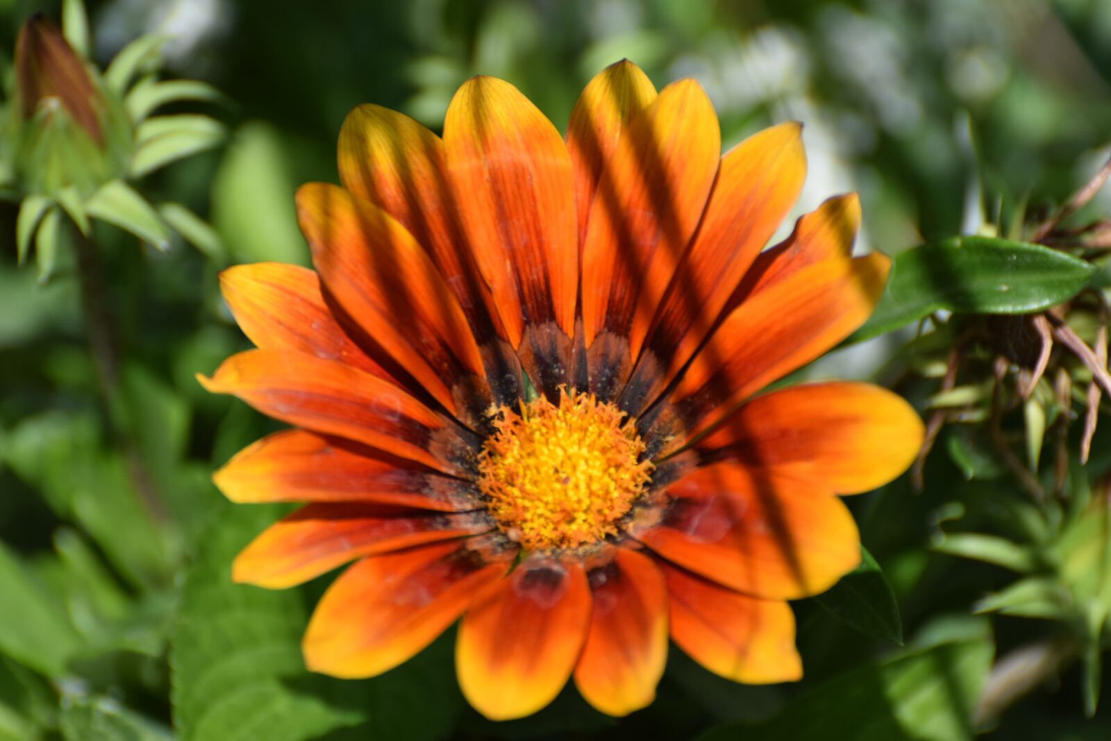 Nikon D3300 sample photo. Flower, sunshine, blossom photography