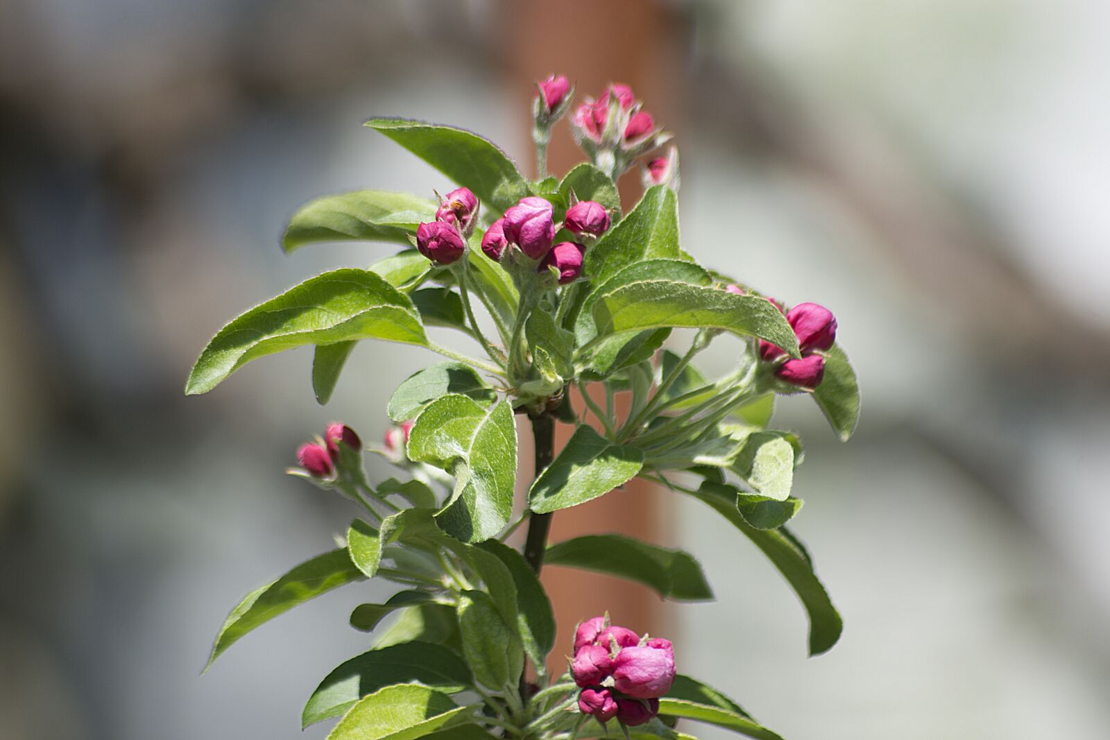 Nikon D7200 sample photo. Blossom, bloom, pink photography