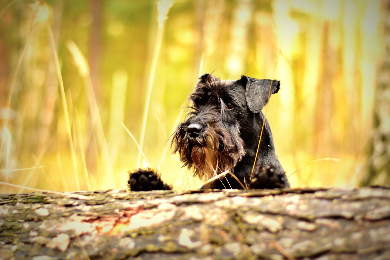 Nikon D5500 sample photo. Miniature schnauzer, black, dog photography